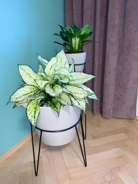 Apartman Snyt Primka Olomouc Esterno foto